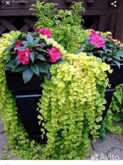 Вербейник монетчатый ауреа