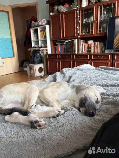 Собака в добрые руки отдам бесплатно