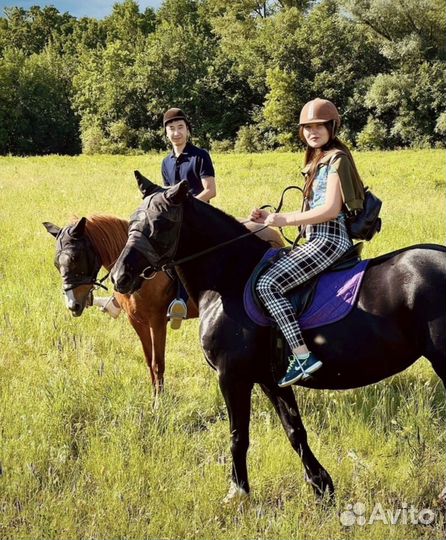 Лесные прогулки на лошадях