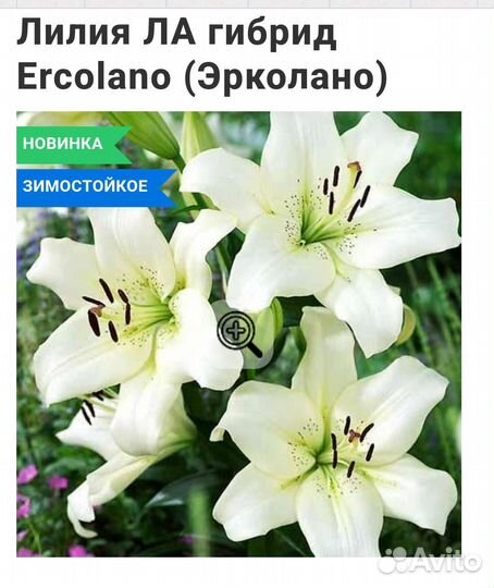 Лилии гиганты