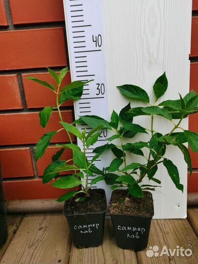 Гортензии метельчатые