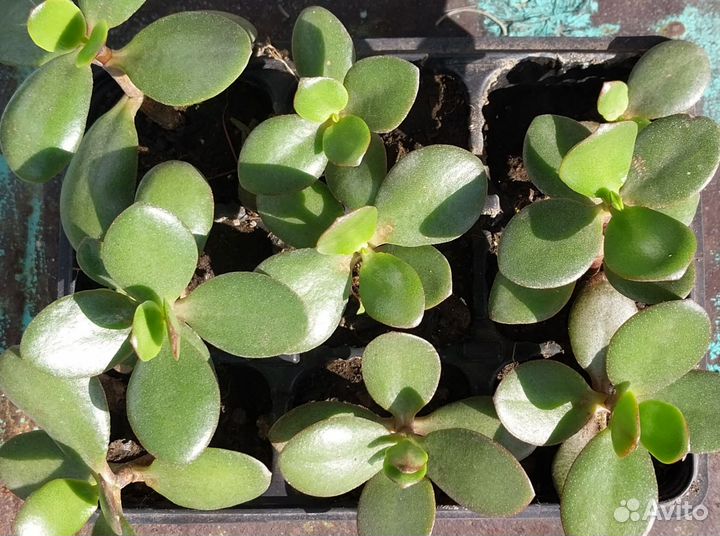 Крассула толстянка денежное дерево