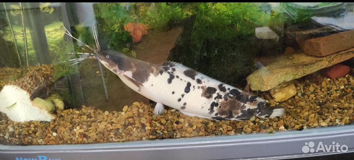 Рыбка сом