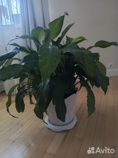 Спатифиллум