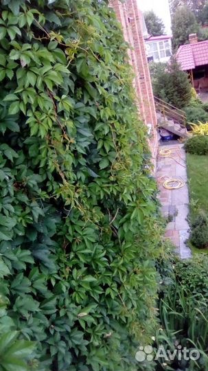 Саженцы девичий виноград