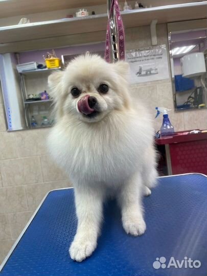 Зоосалон Чара, груминг собак и кошек