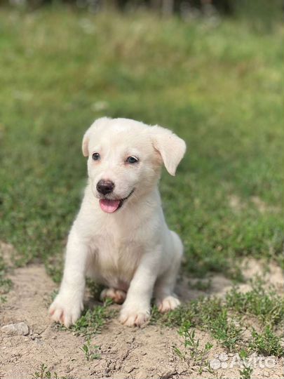 Щенок 2 месяца бесплатно