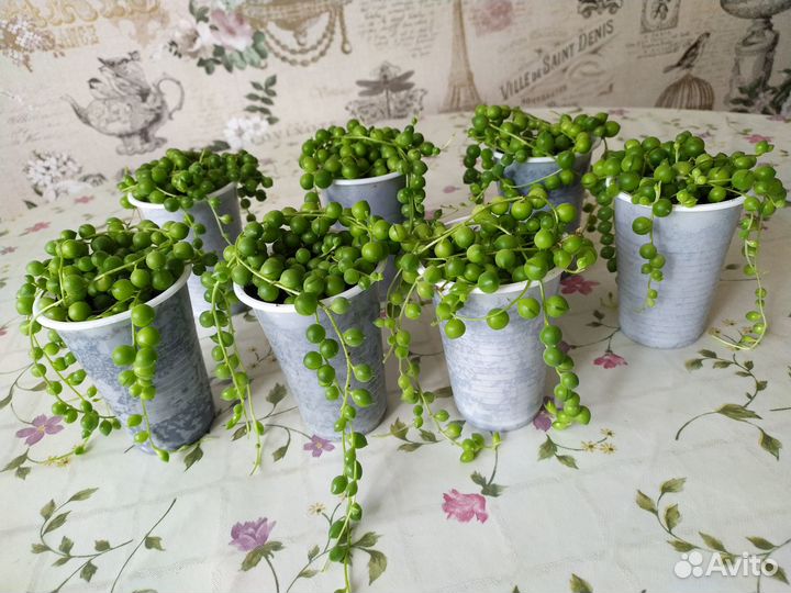 Крестовник Роули