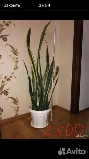 Домашние цветы элитные