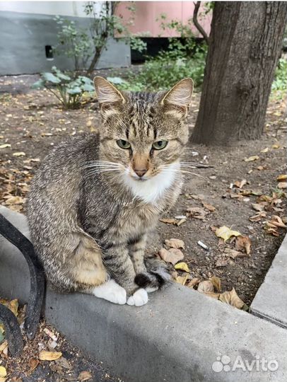 Ласковый молодой кот в добрые руки, бесплатно