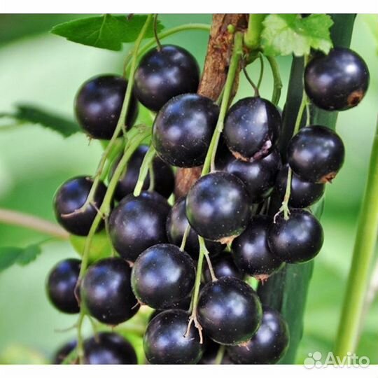 Черная смородина крупноплодная Фортуна