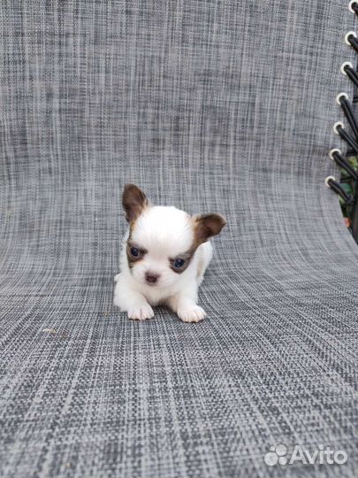 Чихуахуа мини мальчик