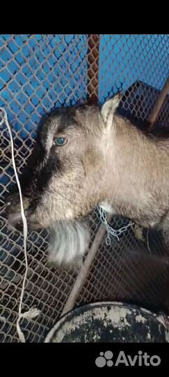 Продается коза