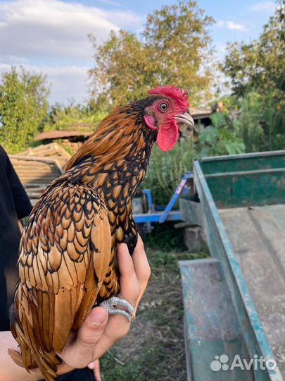 Молодые куры Сибрайт