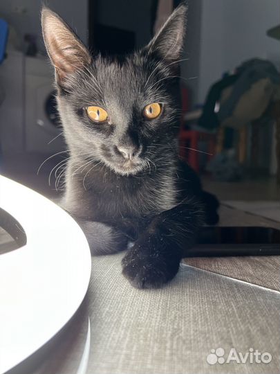 Беспроблемный идеальный кот Смит ищет дом