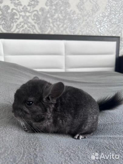 Шиншилла мальчик