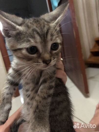 Кошка в дар бесплатно