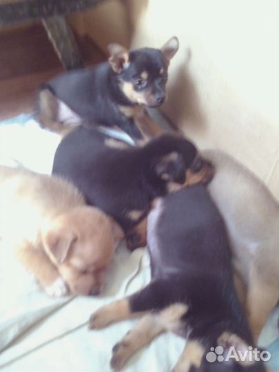 Щенки тойтерьера