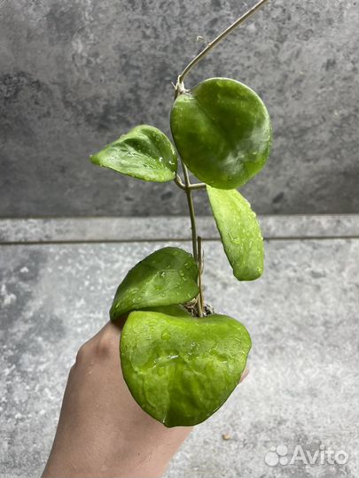 Хойи разные