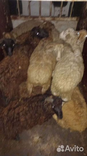 Овцы матки ягнята бараны