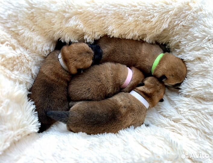 Щенки Сиба-Ину, документы РКФ