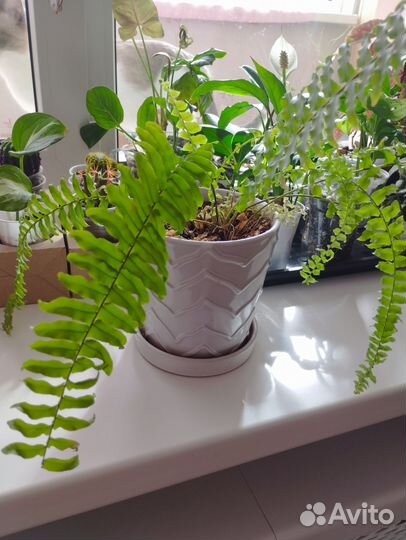 Папоротник нефролепис