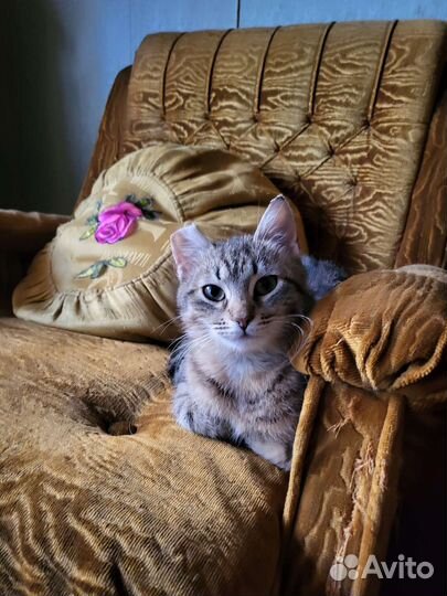 Кошечка 1 год
