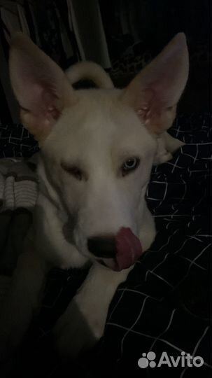 Отдам в добрые руки