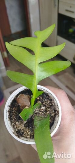 Переския,Эпифиллум Марниера (Суккуленты)