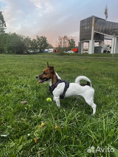 Вязка джек рассел терьер