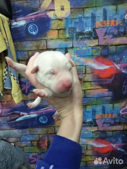 Домашние животные собаки щенки