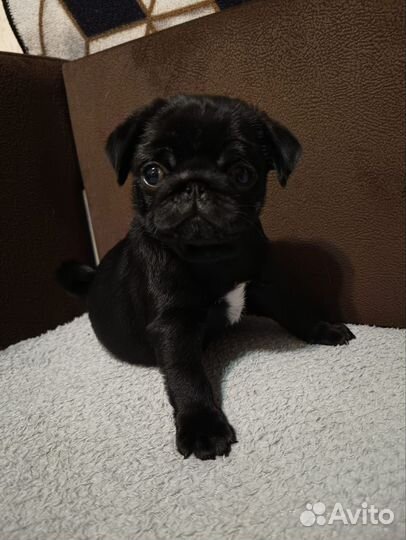 Щенки бронь