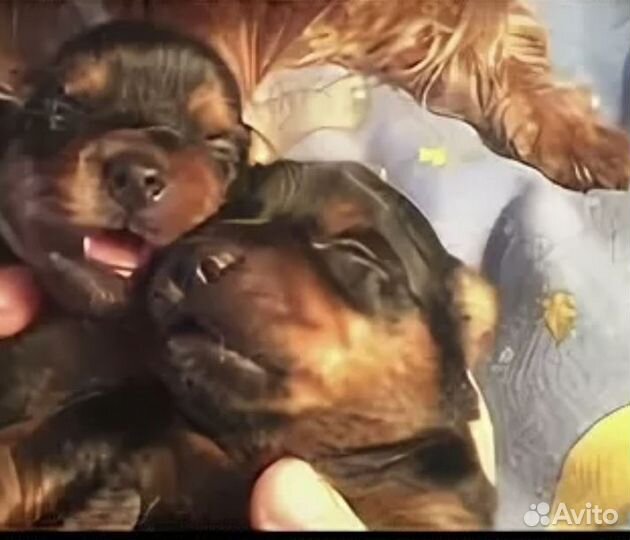 Йоркширский терьер щенки