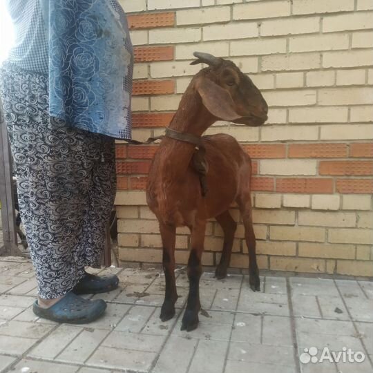 Нубийские коза и козёл