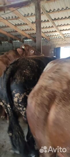 Быки на мясо