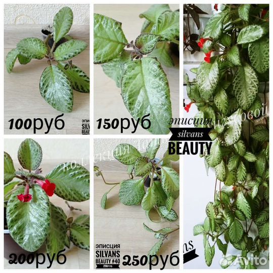 Комнатные растения