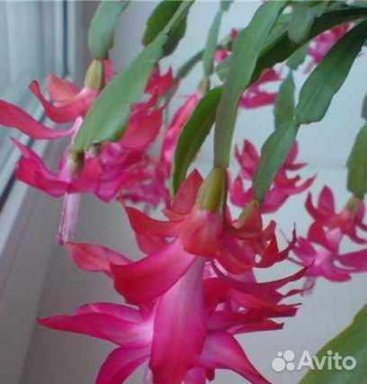 Декабрист шлюмбергера