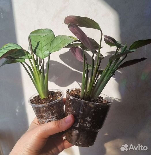 Ктенанта, каллизия, цианотис, аптения, пумила