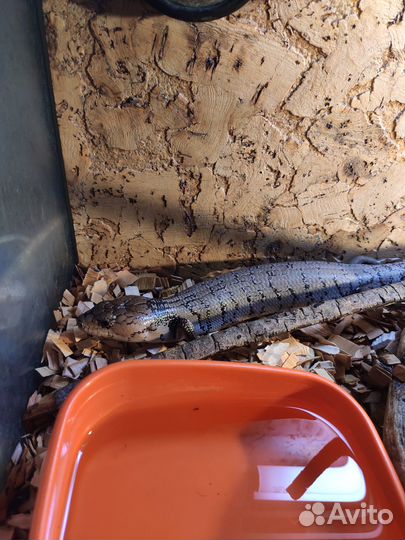 Сцинк розовоязыкий