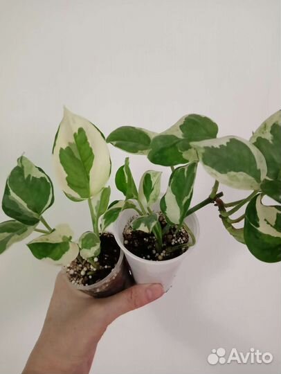 Сортовые сциндапсусы