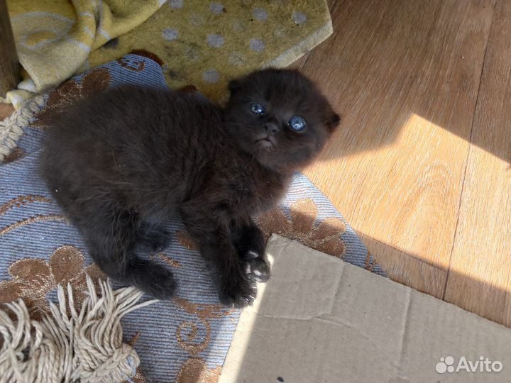 Вислоухие котята