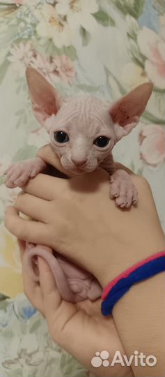 Канадский сфинкс котенок девочка