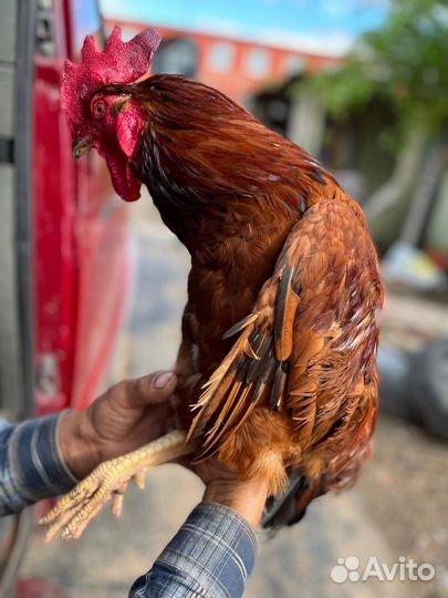 Молодые петухи