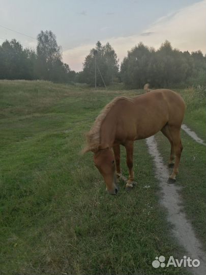 Продам лошадь кобылу