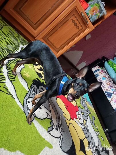 Тойчик,ищет девочку.срочнооо