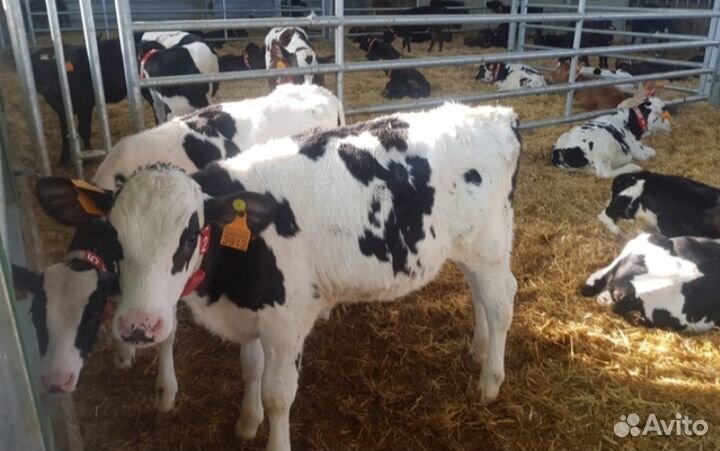 Телята бычки