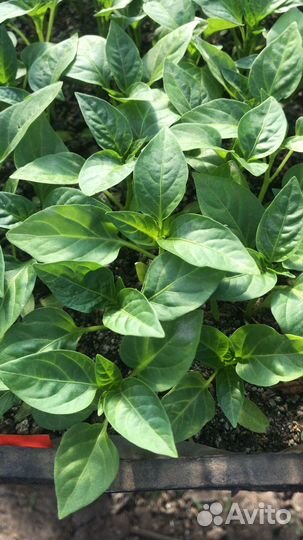 Рассада с доставкой