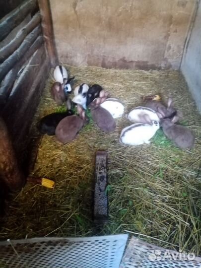 Немецкий Ризен - чистокровные