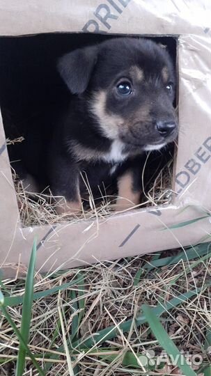 Две маленькие бусинки ищут дом