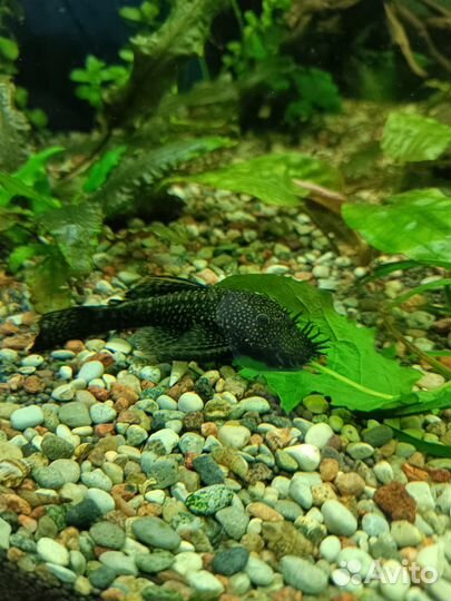 Сомики анциструсы, креветки, улитки